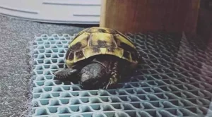 how to make a turtle happy