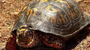 how to protect box turtle eggs
