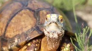 how to raise a box turtle