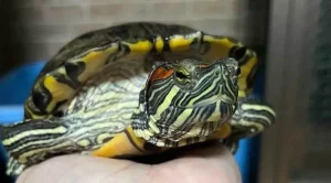 how to tell a red eared sliders age
