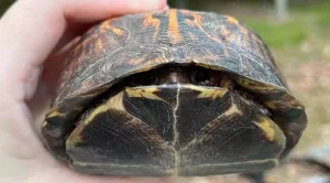 how to tell if box turtle is male or female