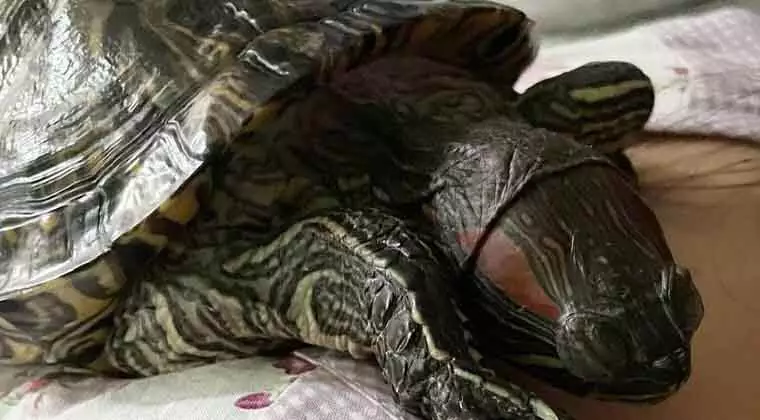 how to treat shell rot red eared slider