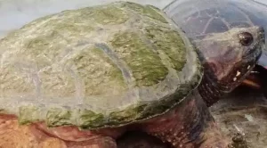 what can i feed my snapping turtle