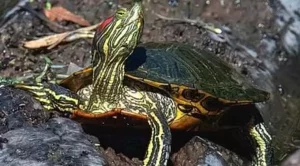 what can my red eared slider eat