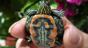 what do baby painted turtles eat in captivity