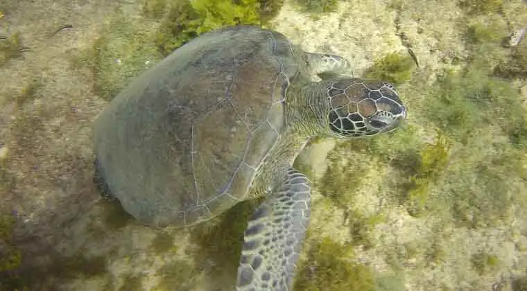 what do green sea turtles look like