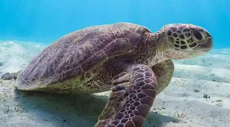 what do loggerhead sea turtles eat