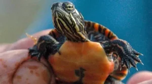 what does a baby painted turtle eat