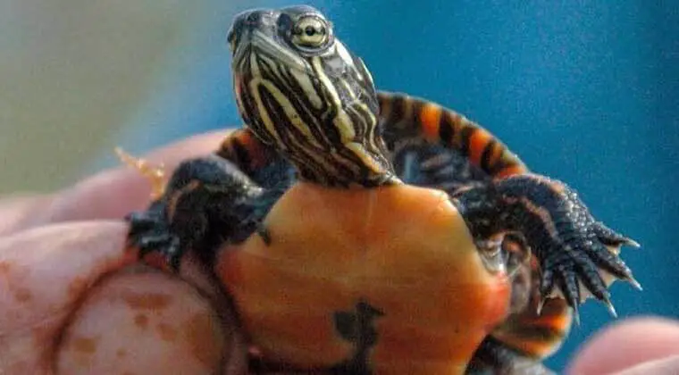 what does a baby painted turtle eat