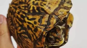 what does a box turtle need