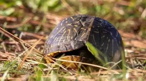 what does a box turtle nest look like