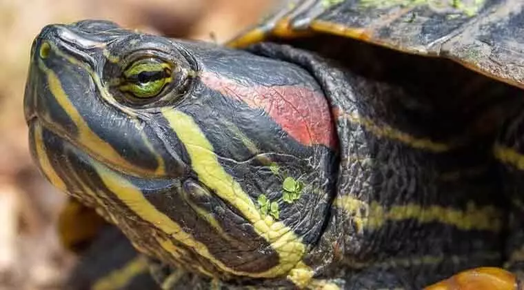 what fruits can red eared sliders eat