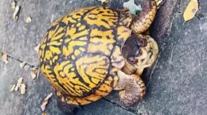 what to feed a box turtle in captivity