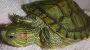 what to feed baby red eared slider turtles