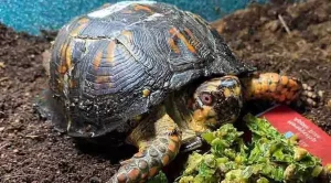 what to feed my box turtle