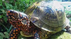 what vegetables can box turtles eat