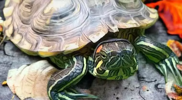 what vegetables can red eared sliders eat