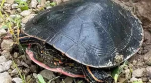 when do painted turtles lay eggs