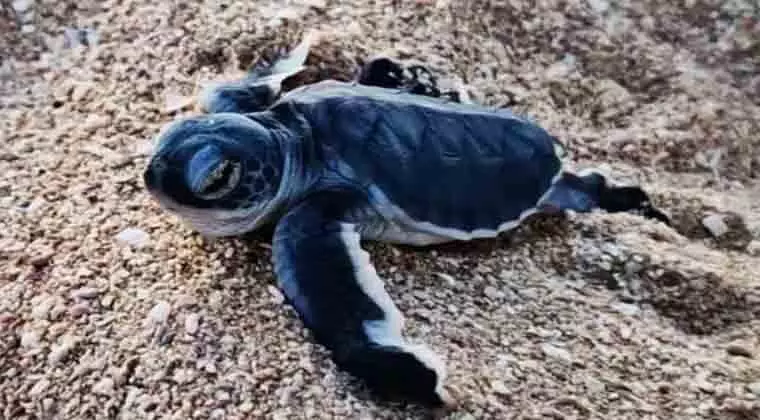 where can i release baby sea turtles