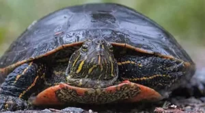 where do painted turtles lay their eggs