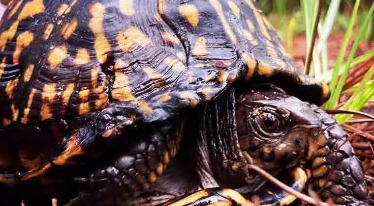 where does the eastern box turtle live