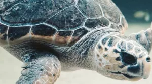 which sea turtles are endangered