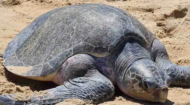 why do sea turtles lay eggs on land