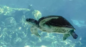 are sea turtles reptiles or amphibians