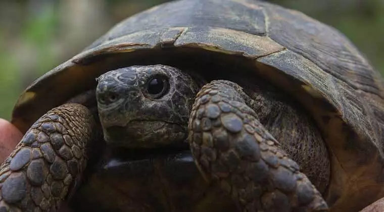 are tortoises smarter than dogs