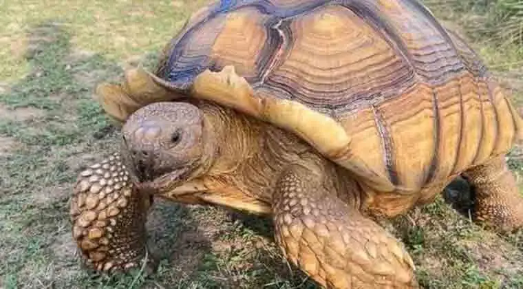 can sulcata tortoises eat kale