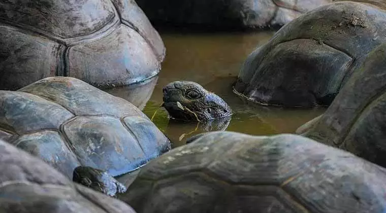 can tortoises breathe underwater