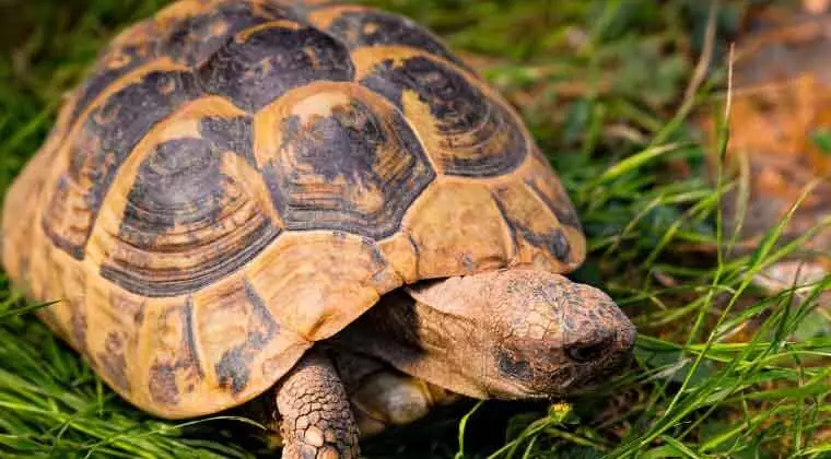 can tortoises eat collard greens