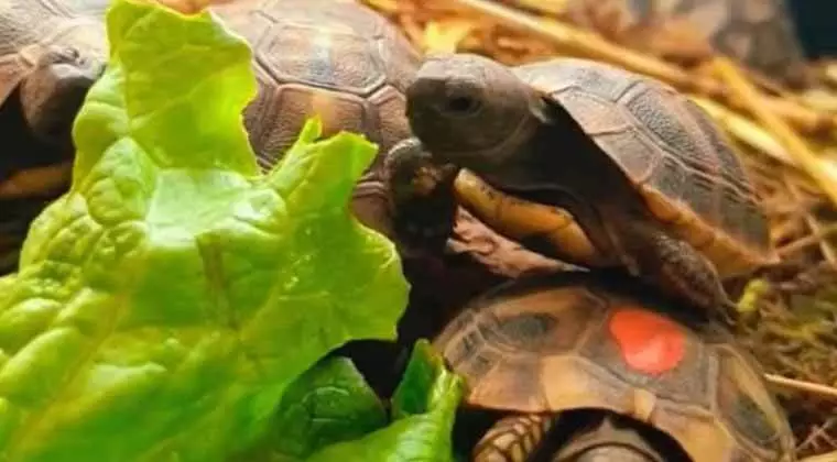 can tortoises eat lettuce