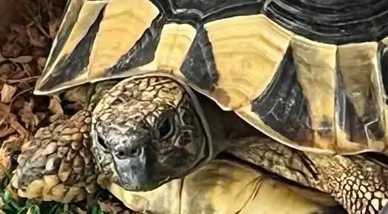 can tortoises eat pineapple