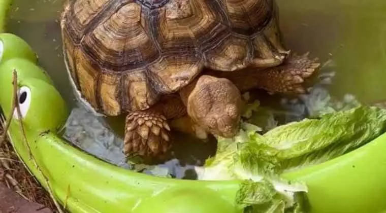 can tortoises eat romaine lettuce