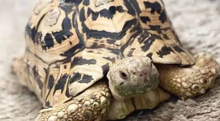 do leopard tortoises hibernate