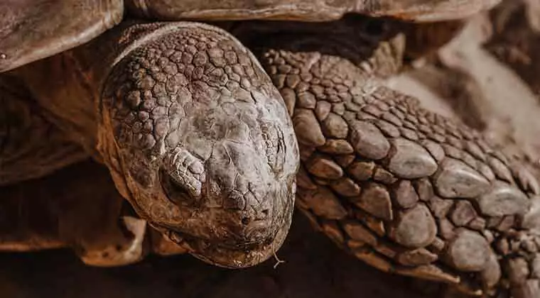 do tortoises have salmonella