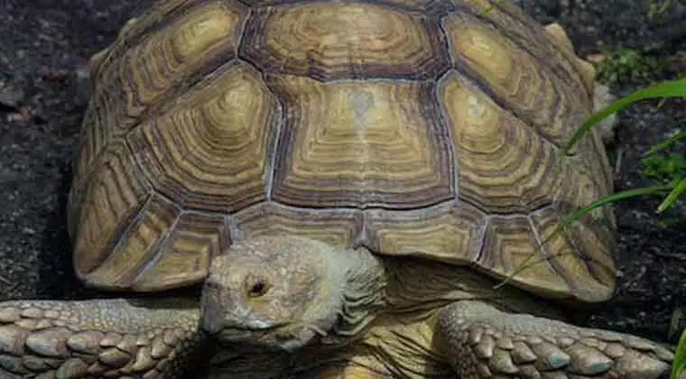 do tortoises have tails