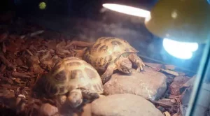do tortoises need heat lamps