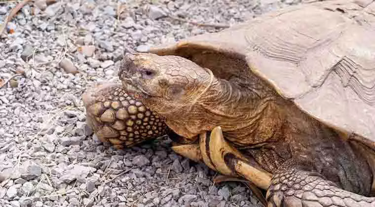 do tortoises stink