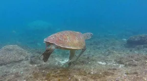 how do green sea turtles communicate