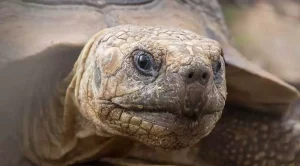 how good is a tortoises eyesight