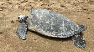 how long can sea turtles stay on land