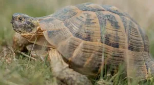 how long do african spurred tortoises live