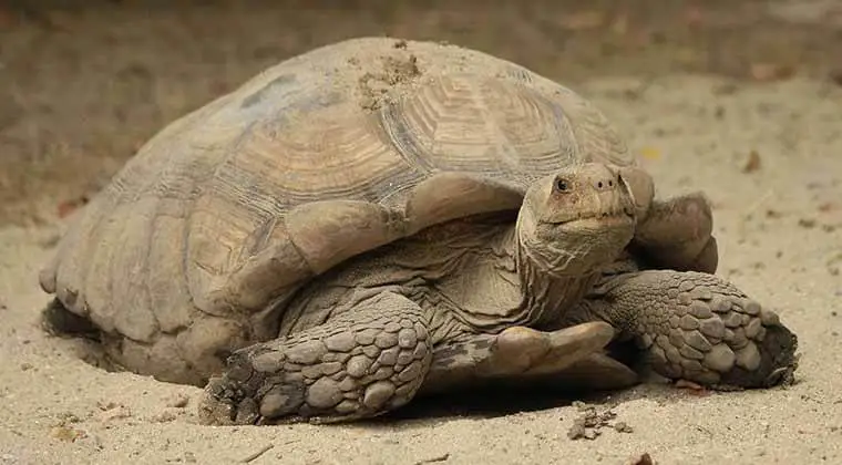 how long do desert tortoises hibernate
