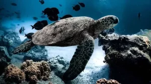 how many different types of sea turtles are there