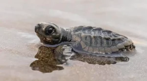 how many sea turtles survive to adulthood