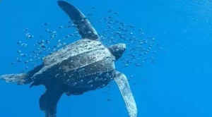 how much does a leatherback sea turtle weigh