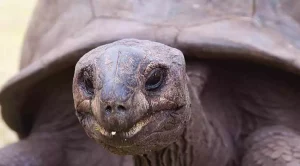 how often do tortoises poop