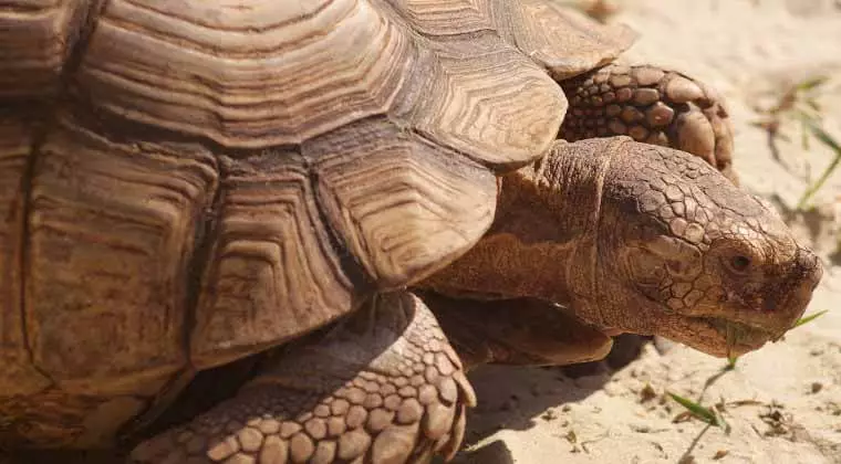 how to get a tortoise out of its burrow